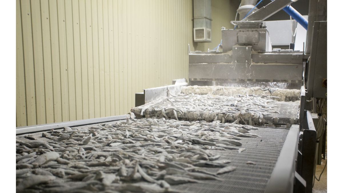 sanear y desinfectar en una planta de procesamiento de pescado